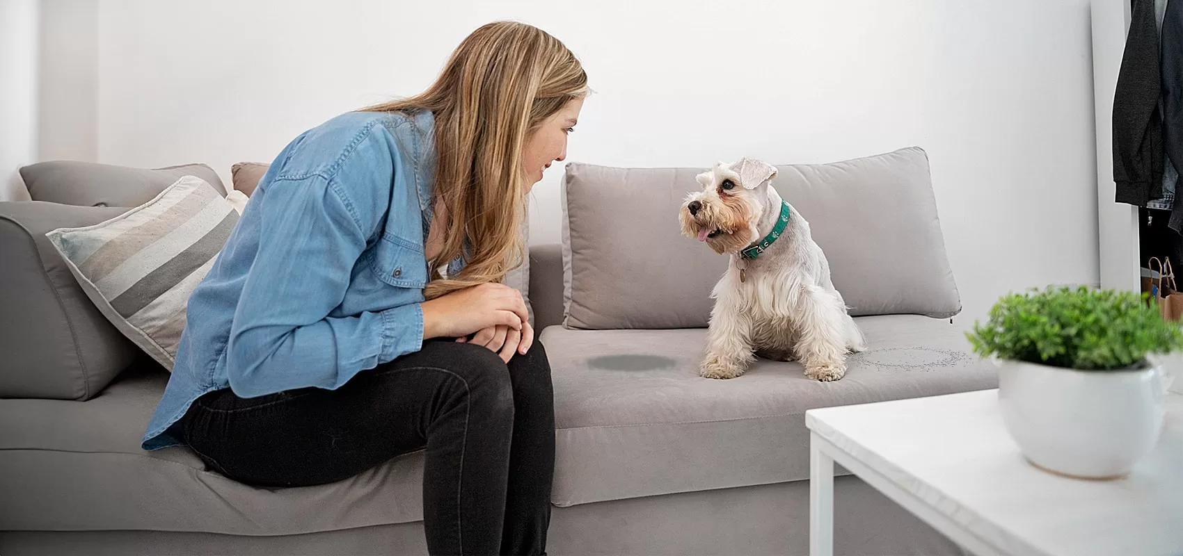 How To Remove Dog Pee Stain From Sofa 10 Best Tricks